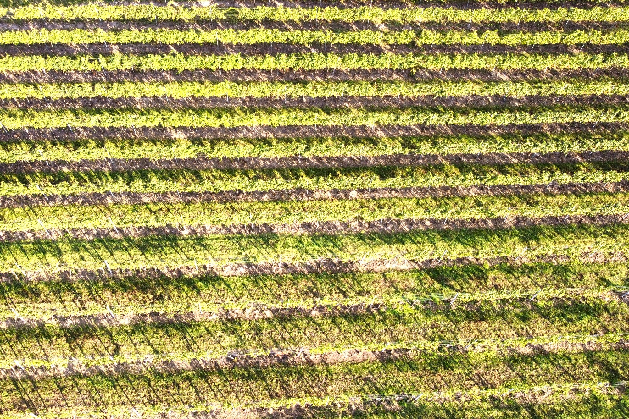 Rebzeilen von oben: Streifen aus Laub, offener Erde und den Schatten der Zeilen.
